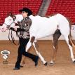 Too Late To Paint 2019 APHA Western National Championships
